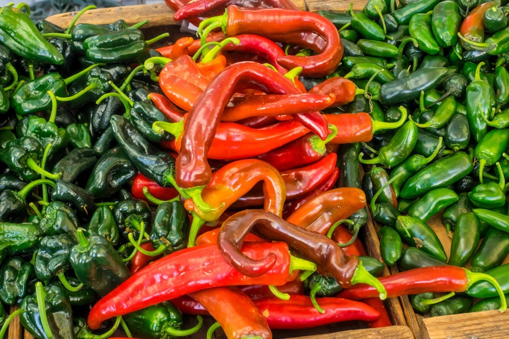 Anaheim Chili Pepper Seeds - 300 Count, Capsicum Annuum, Open Pollinated - Image 5