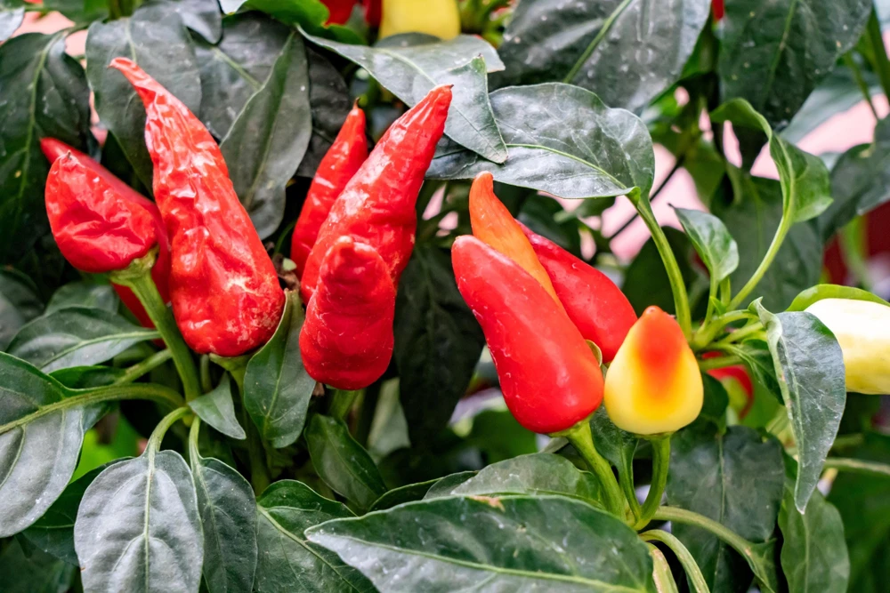 Anaheim Chili Pepper Seeds - 300 Count, Capsicum Annuum, Open Pollinated - Image 7