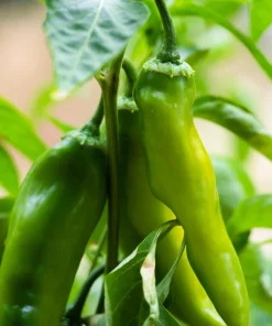 Anaheim Chili Pepper Seeds - 300 Count, Capsicum Annuum, Open Pollinated - Image 8