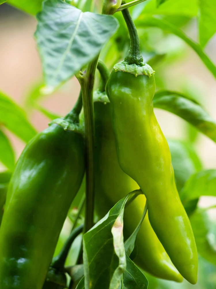 Anaheim Chili Pepper Seeds - 300 Count, Capsicum Annuum, Open Pollinated - Image 8