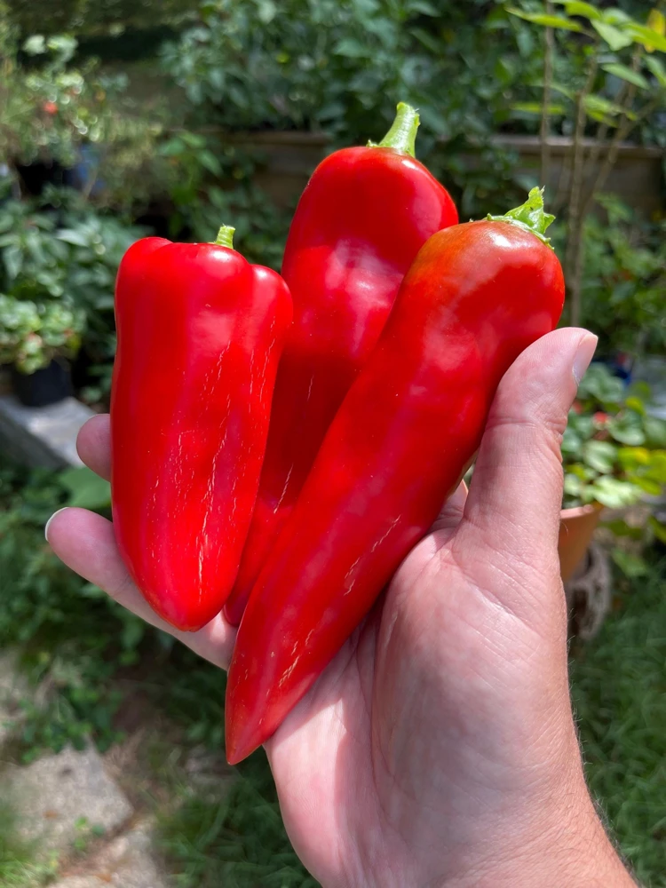 Anaheim Chili Pepper Seeds - 300 Count, Capsicum Annuum, Open Pollinated - Image 9
