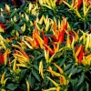 Anaheim Chili Pepper Seeds - 300 Count, Capsicum Annuum, Open Pollinated - Image 1