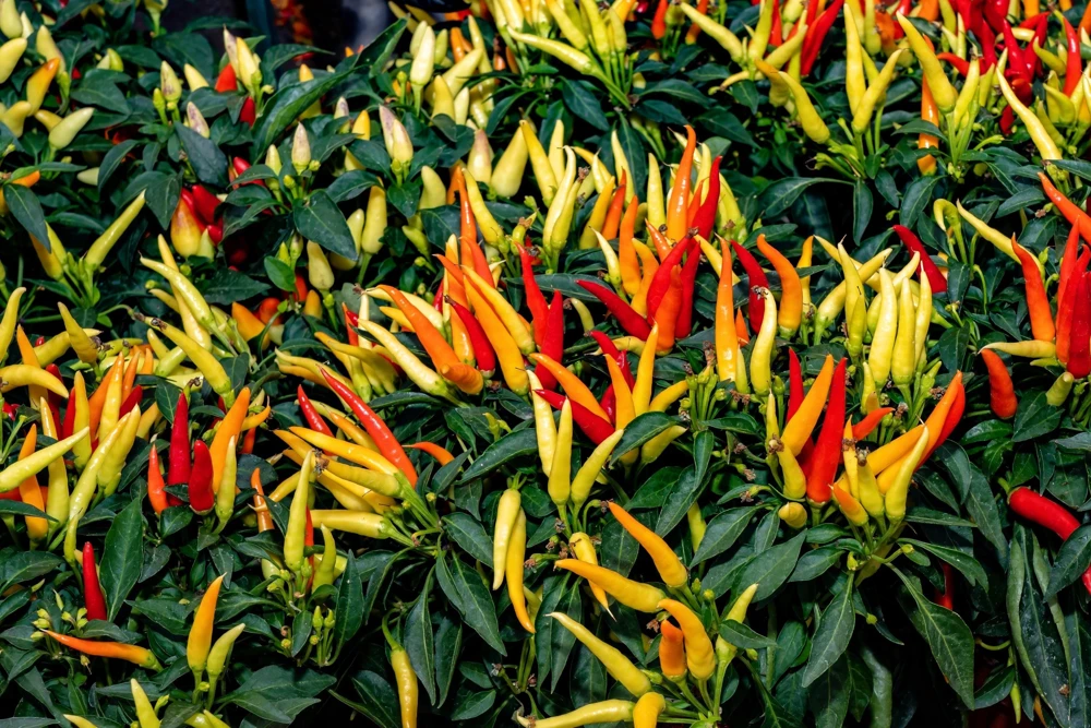 Anaheim Chili Pepper Seeds - 300 Count, Capsicum Annuum, Open Pollinated - Image 1