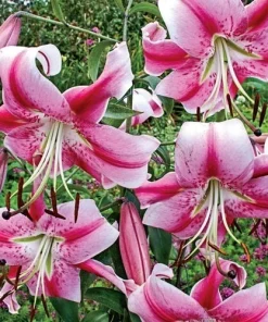 Anastasia Orienpet Lily Flower Bulb - Giant Perennial Lily - Multicolor Pink Rose - Image 2
