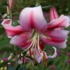Anastasia Orienpet Lily Flower Bulb - Giant Perennial Lily - Multicolor Pink Rose - Image 1