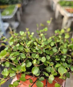 Angel Vine Live Plant - Muehlenbeckia complexa Wire Vine - 4in Pot - Trailing Houseplant - Image 2