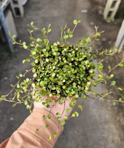 Angel Vine Live Plant - Muehlenbeckia complexa Wire Vine - 4in Pot - Trailing Houseplant - Image 3