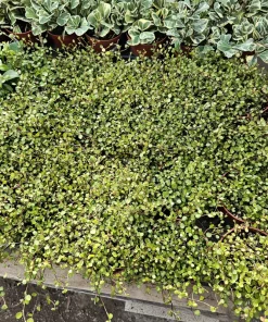 Angel Vine Live Plant - Muehlenbeckia complexa Wire Vine - 4in Pot - Trailing Houseplant - Image 4