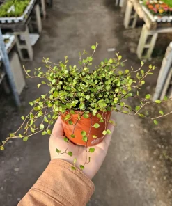 Angel Vine Live Plant - Muehlenbeckia complexa Wire Vine - 4in Pot - Trailing Houseplant - Image 1