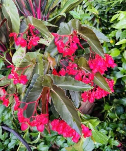 Angel Wing Begonia Live Plant - Flowering Houseplant for Indoors - Image 2