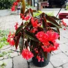 Angel Wing Begonia Live Plant - Flowering Houseplant for Indoors - Image 1