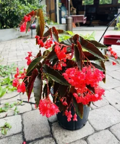 Angel Wing Begonia Live Plant - Flowering Houseplant for Indoors - Image 1