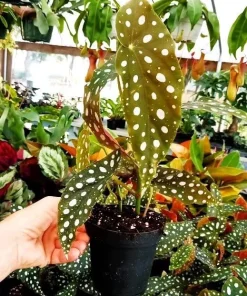 Angel Wing Begonia Live Plant - Popular Houseplant for Indoor Spaces - Image 1
