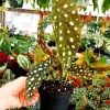 Angel Wing Begonia Live Plant - Spotted Cane Tropical Houseplant - Image 1