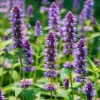 Anise Hyssop Seeds - Agastache foeniculum - Fragrant Purple-Blue Blooms - 250 Seeds - Pollinator Garden - Image 1