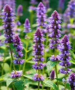 Anise Hyssop Seeds - Agastache foeniculum - Fragrant Purple-Blue Blooms - 250 Seeds - Pollinator Garden - Image 1