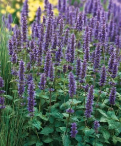 Anise Hyssop Seeds - Agastache foeniculum - Fragrant Purple-Blue Blooms - 250 Seeds - Pollinator Garden - Image 2