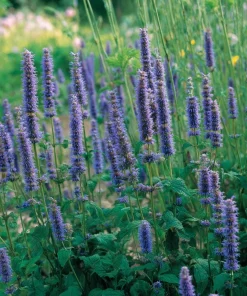 Anise Hyssop Seeds - Agastache foeniculum - Fragrant Purple-Blue Blooms - 250 Seeds - Pollinator Garden - Image 3