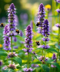 Anise Hyssop Seeds - Agastache foeniculum - Fragrant Purple-Blue Blooms - 250 Seeds - Pollinator Garden - Image 4