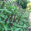 Anise Persian Basil Seeds - 500 Count Herb Seeds, Ocimum Basilicum - Image 1