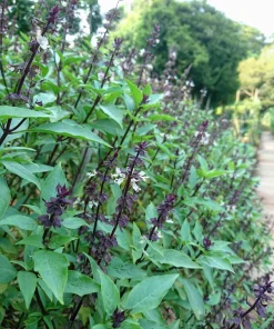 Anise Persian Basil Seeds - 500 Count Herb Seeds, Ocimum Basilicum - Image 1