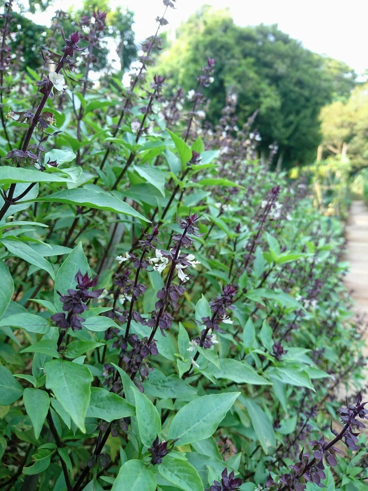 Anise Persian Basil Seeds - 500 Count Herb Seeds, Ocimum Basilicum - Image 1