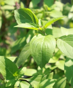 Anise Persian Basil Seeds - 500 Count Herb Seeds, Ocimum Basilicum - Image 2