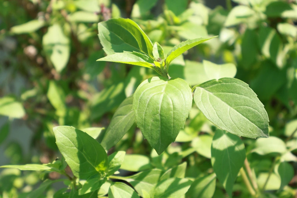Anise Persian Basil Seeds - 500 Count Herb Seeds, Ocimum Basilicum - Image 2