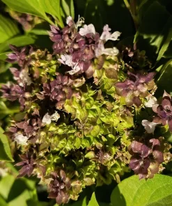 Anise Persian Basil Seeds - 500 Count Herb Seeds, Ocimum Basilicum - Image 3