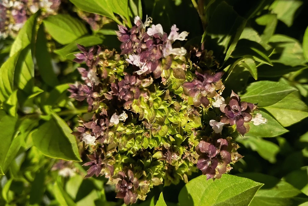 Anise Persian Basil Seeds - 500 Count Herb Seeds, Ocimum Basilicum - Image 3