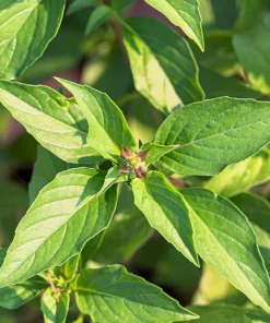 Anise Persian Basil Seeds - 500 Count Herb Seeds, Ocimum Basilicum - Image 4