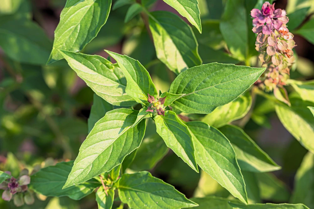 Anise Persian Basil Seeds - 500 Count Herb Seeds, Ocimum Basilicum - Image 4