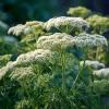 Anise Seeds Heirloom Aromatic Herb Pimpinella Anisum for Culinary Medicinal Use - Image 1