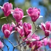 Ann Magnolia Live Plants - 2 Pack, 6-12" Tall, 2.5" Pots - Outdoor Flowering Shrub - Image 1