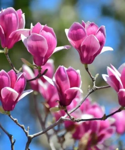 Ann Magnolia Live Plants - 2 Pack, 6-12" Tall, 2.5" Pots - Outdoor Flowering Shrub - Image 1