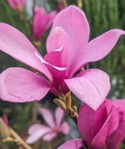 Ann Magnolia Live Plants - 2 Pack, 6-12