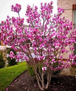 Ann Magnolia Live Plants - 2 Pack, 6-12