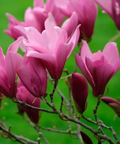 Ann Magnolia Live Plants - 2 Pack, 6-12