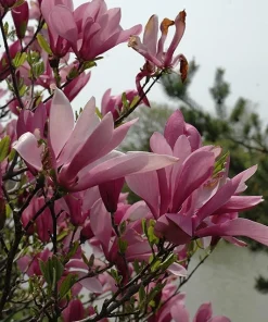 Ann Magnolia Live Tree – Spring Flowering Ornamental Tree – 18-24" Tall – 1 Gallon Pot - Image 2