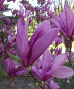 Ann Magnolia Live Tree – Spring Flowering Ornamental Tree – 18-24