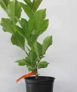 Ann Magnolia Live Tree – Spring Flowering Ornamental Tree – 18-24