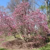 Ann Magnolia Live Tree – Spring Flowering Ornamental Tree – 18-24" Tall – 1 Gallon Pot - Image 1
