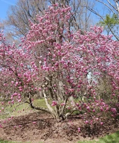 Ann Magnolia Live Tree – Spring Flowering Ornamental Tree – 18-24" Tall – 1 Gallon Pot - Image 1