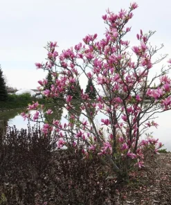 Ann Magnolia Shrub Live Plant - Fragrant Purple Lily Magnolia - 5-14