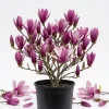 Ann Magnolia Shrub Live Plant - Fragrant Purple Lily Magnolia - 5-14" Tall - Image 1