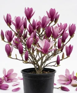 Ann Magnolia Shrub Live Plant - Fragrant Purple Lily Magnolia - 5-14" Tall - Image 1