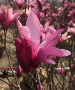 Ann Magnolia Shrub Live Plant - Fragrant Purple Lily Magnolia - 5-14