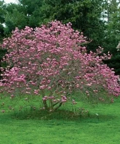Ann Magnolia Tree Live Plant - 6-12