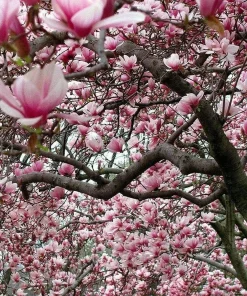Ann Magnolia Tree Live Plant - 6-12