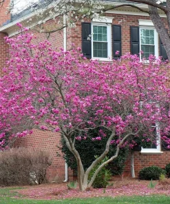 Ann Magnolia Tree Live Plant - 6-12